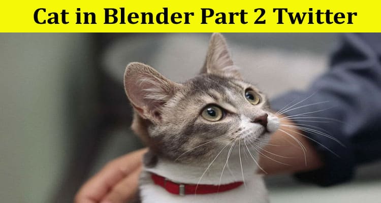 Latest News Cat In Blender Part 2 Twitter